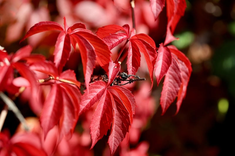 Flowering Vines