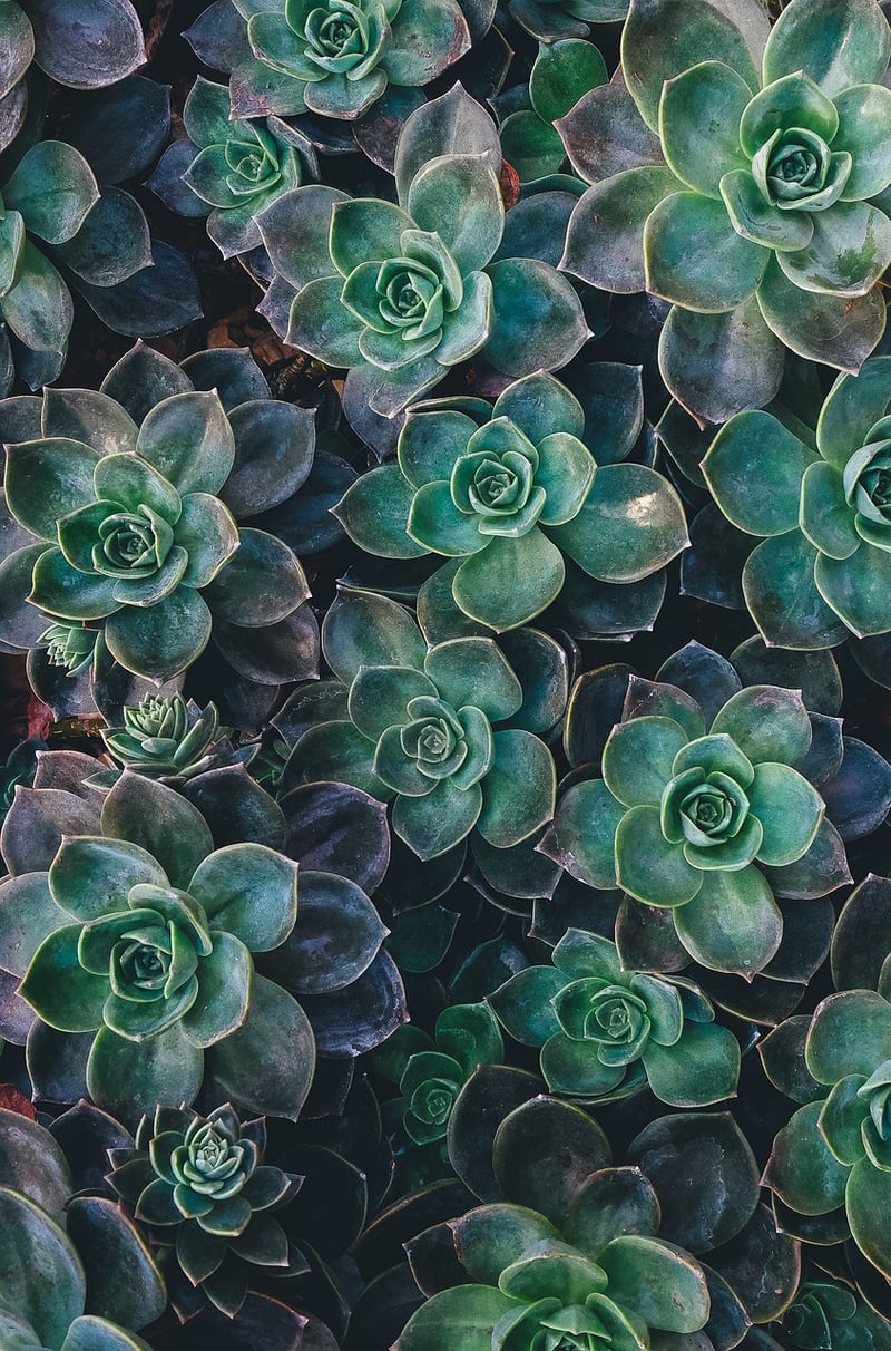 Vertical Garden Image 2